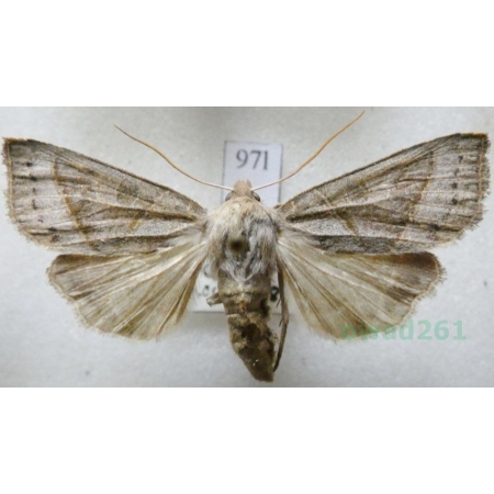Mesogona acetosellae (Denis & Schiffermüller, 1775) Slovakia97l